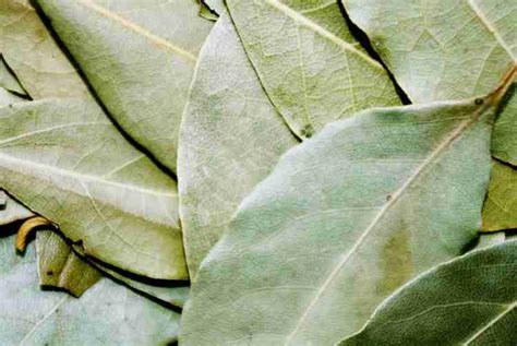 10 Spiritual Benefits of Bay Leaves (For Attracting  .